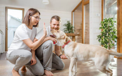 How to Care for Your Pets During Your Remodel